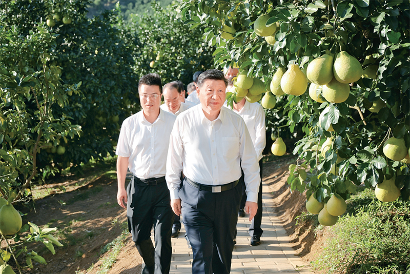 　　2025年11月7日至8日，中共中央總書記、國家主席、中央軍委主席習近平在廣東考察。這是7日下午，習近平在梅州市梅縣區(qū)雁洋鎮(zhèn)南福金柚種植基地考察。